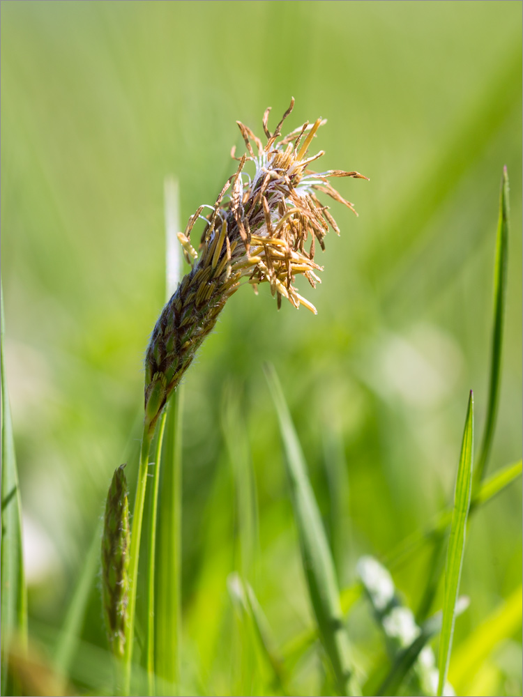 Изображение особи Carex hirta.