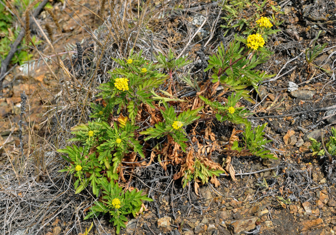 Изображение особи Patrinia rupestris.