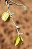 Zygophyllum eurypterum. Верхушка веточки с плодами. Узбекистан, Сурхандарьинская обл., Джаркурганский р-н, холмы на юго-востоке водохранилища Актепа, глинистая почва. 06.05.2022.