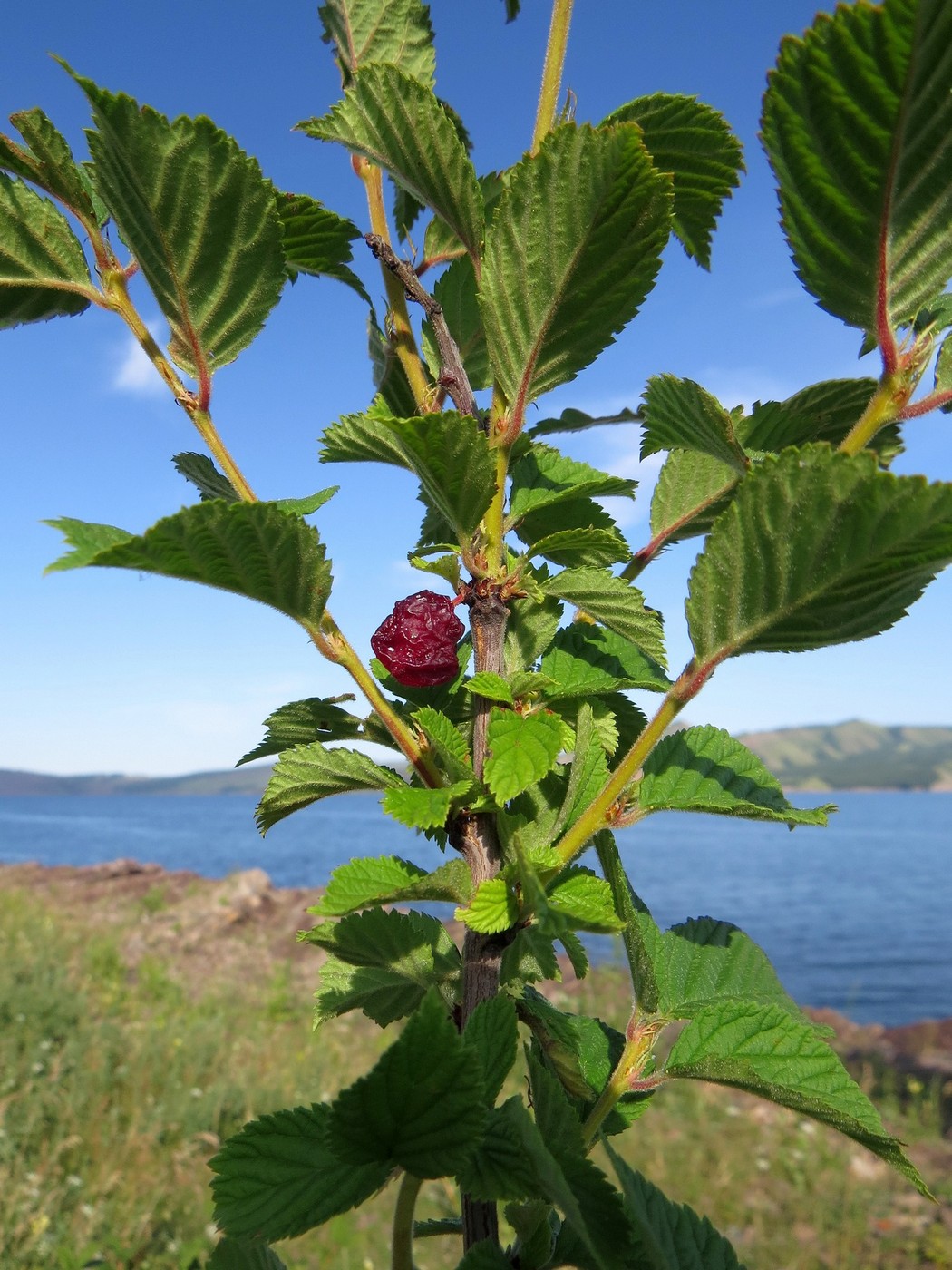 Image of Cerasus tomentosa specimen.