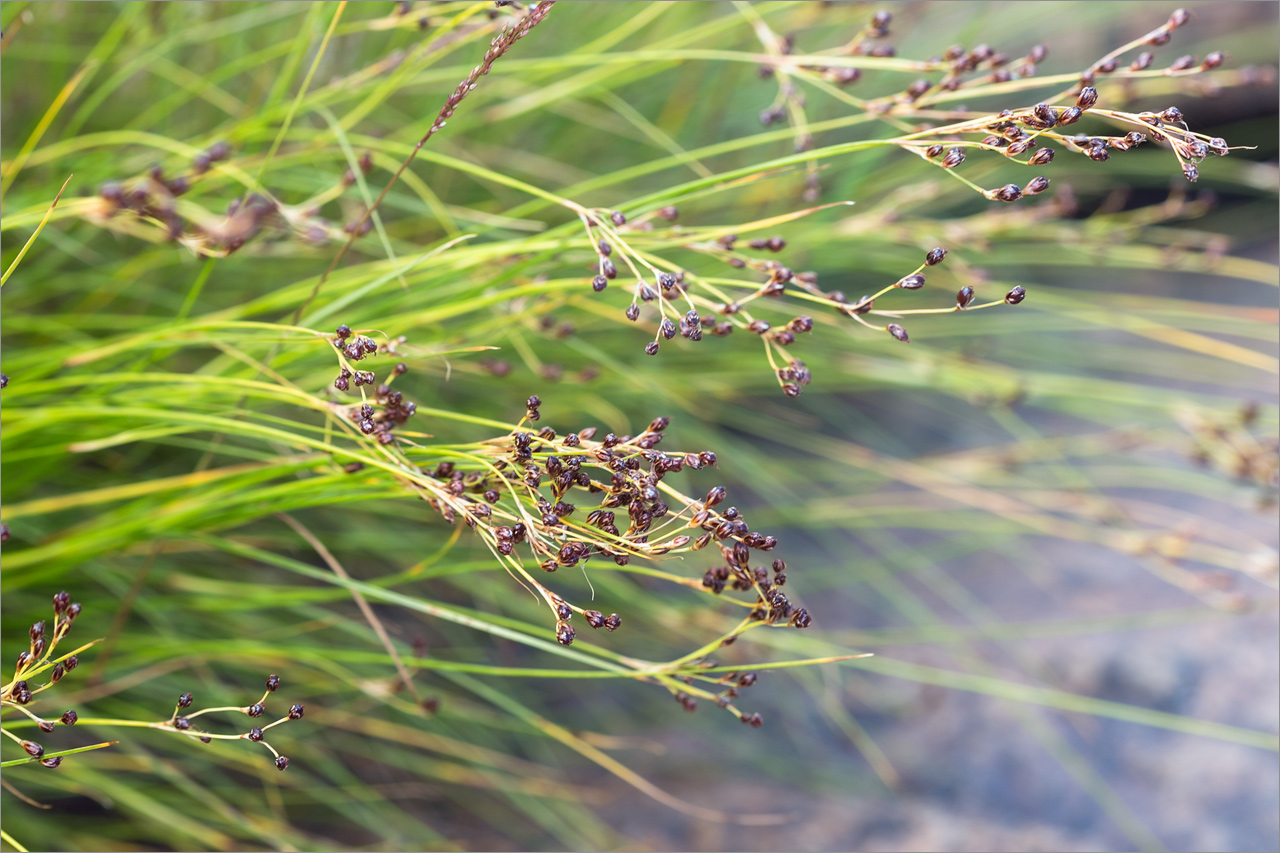 Image of Juncus gerardi specimen.