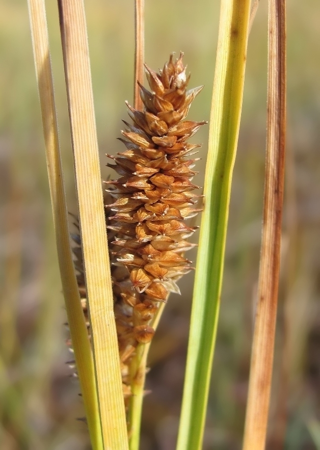 Изображение особи Carex rostrata.