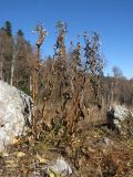 Solidago virgaurea подвид caucasica. Плодоносящие растения. Адыгея, Кавказский биосферный заповедник, Фишт-Оштенский массив, ур. Яворова Поляна, смешанный кленово-пихтовый лес, ≈ 1600 м н.у.м., поляна в кленово-пихтовом лесу. 01.11.2015.