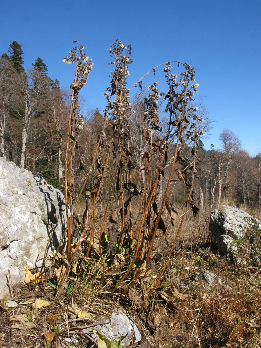 Image of Solidago virgaurea ssp. caucasica specimen.