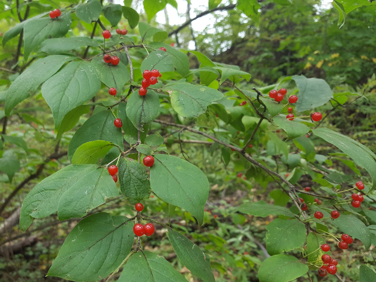 Изображение особи Lonicera chrysantha.