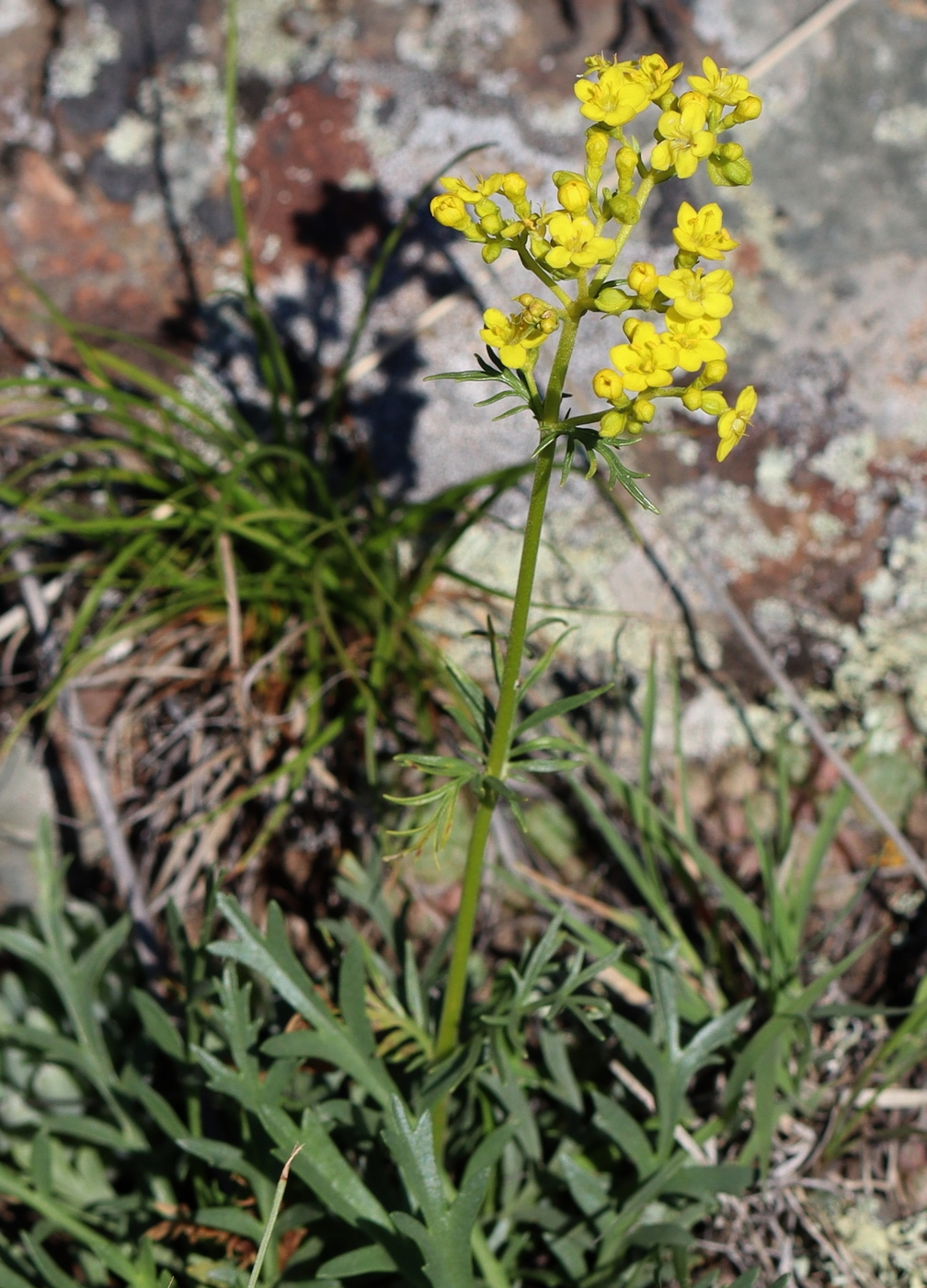 Image of Patrinia intermedia specimen.