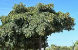 Ficus lutea