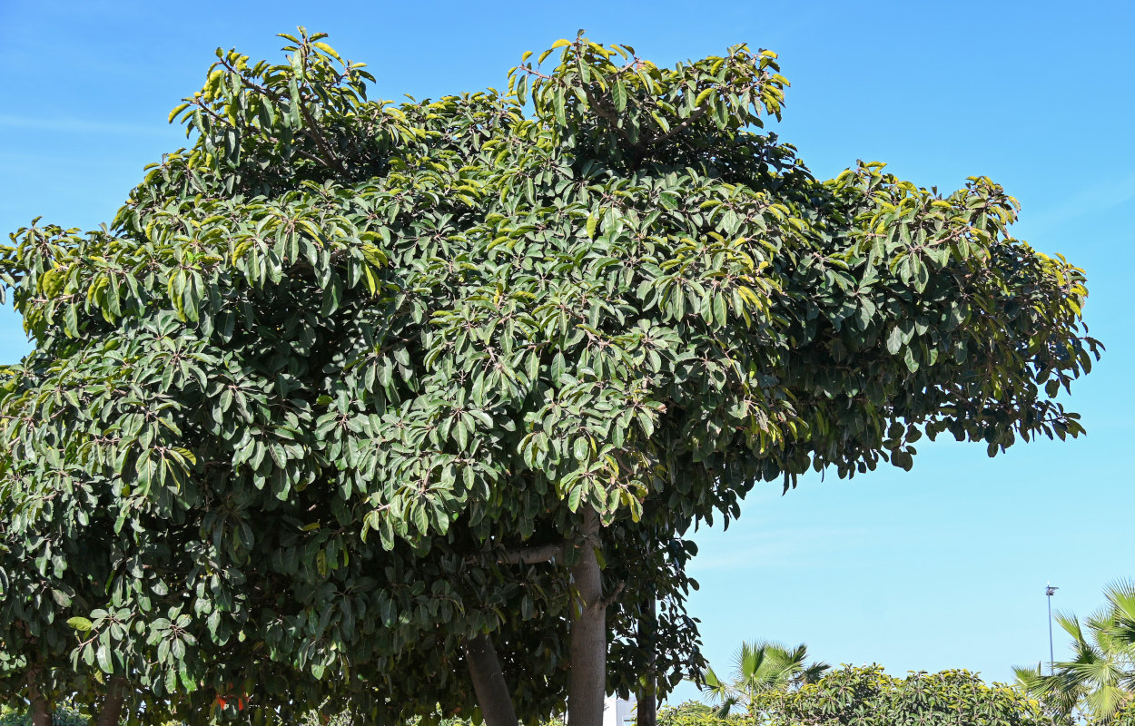 Image of Ficus lutea specimen.
