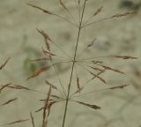 Agrostis gigantea