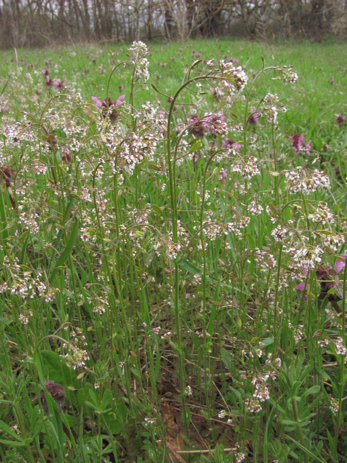 Изображение особи Draba muralis.