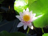 Nymphaea odorata