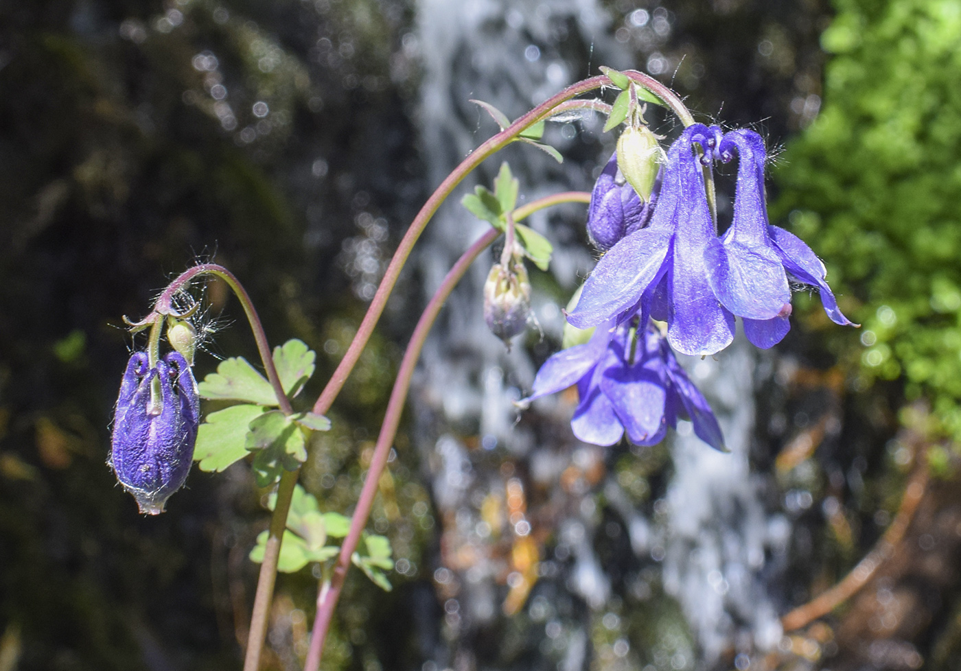 Изображение особи Aquilegia vulgaris.