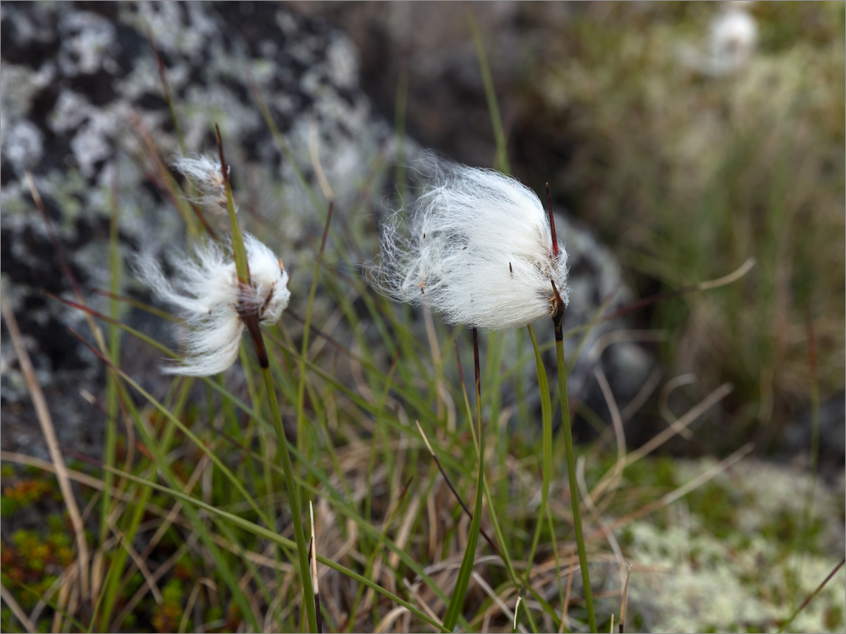 Image of Eriophorum angustifolium specimen.