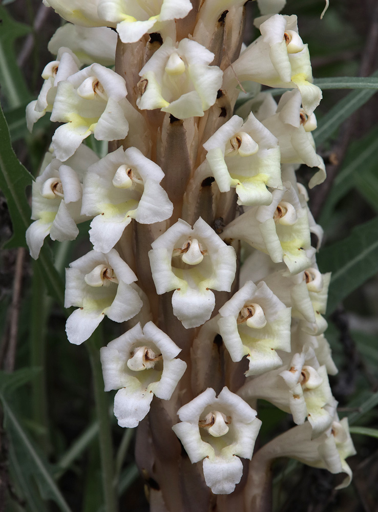 Image of Cistanche mongolica specimen.