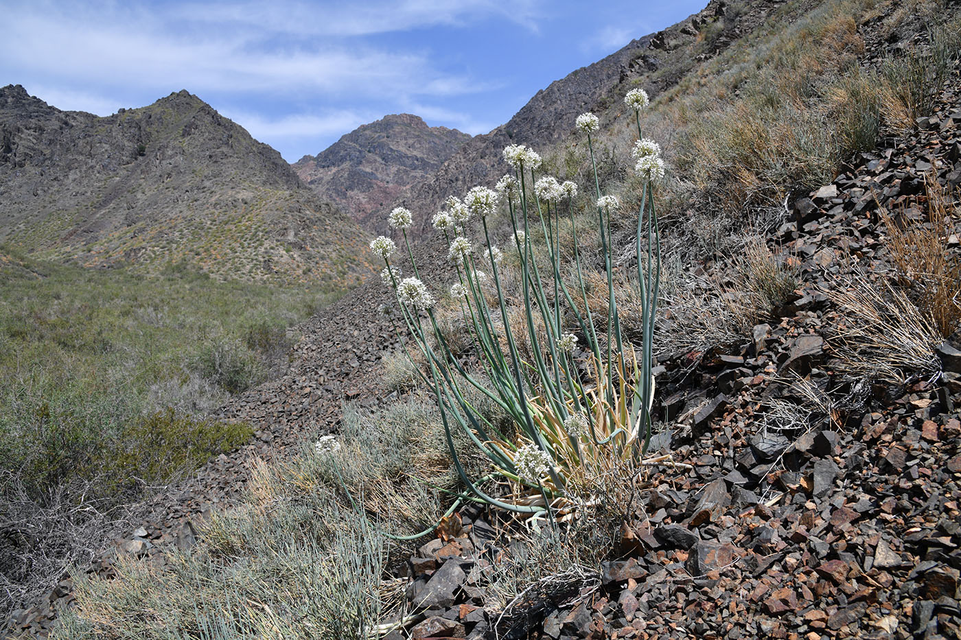 Image of Allium galanthum specimen.