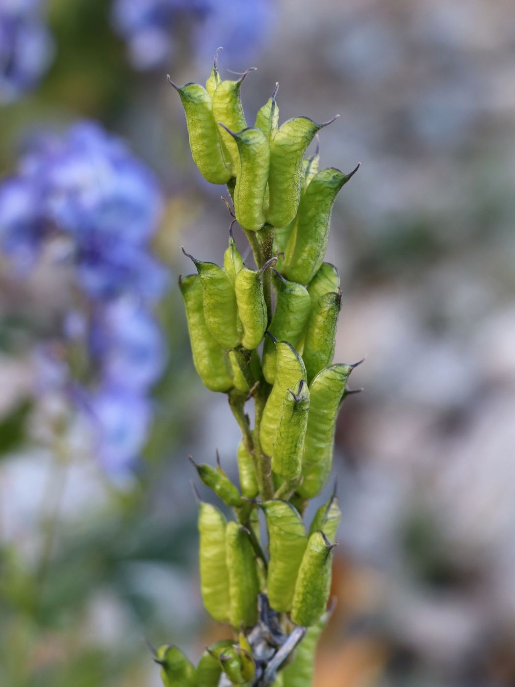 Image of Aconitum talassicum specimen.