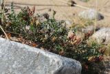 Oxytropis sordida. Плодоносящее растение на антропогенной валунно-песчаной насыпи. Видны плоды этого и прошлого года. Мурманская обл., пос. Дальние Зеленцы, берег Дальнезеленецкой губы. 04.08.2010.