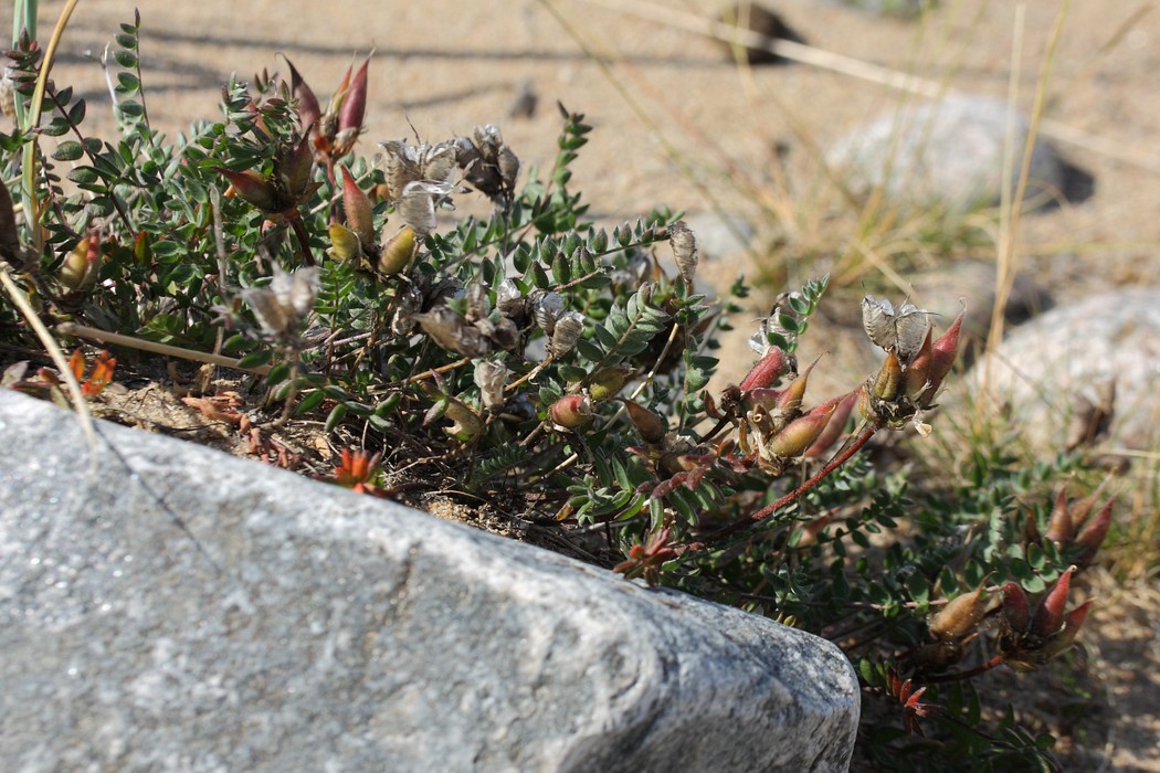 Изображение особи Oxytropis sordida.