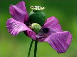 Papaver somniferum. Отцветающий цветок и незрелый плод с каплями росы. Московская обл., Раменский р-н, окр. дер. Хрипань, садовый участок. 13.07.2023.
