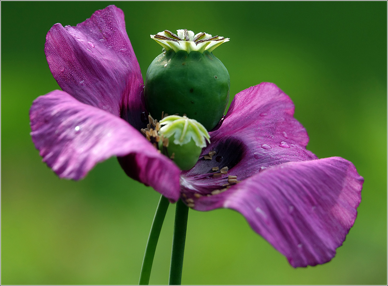 Image of Papaver somniferum specimen.