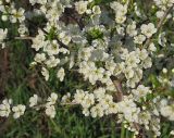 Prunus spinosa
