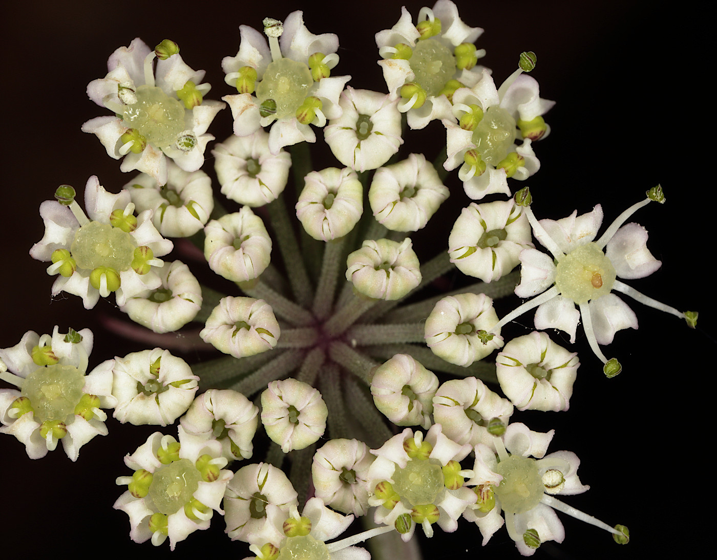 Image of Thyselium palustre specimen.