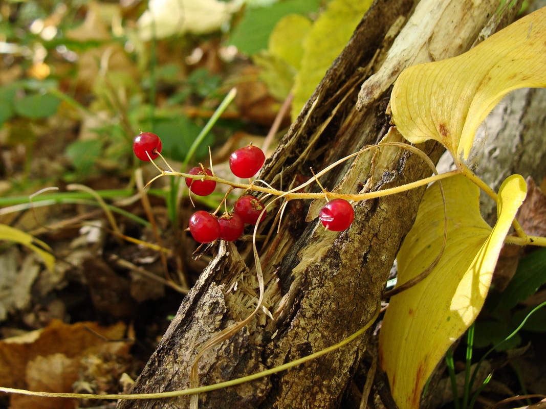 Изображение особи Maianthemum bifolium.