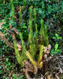 Lycopodium annotinum. Спороносящие растения в сообществе с Vaccinium vitis-idaea и мхами. Красноярский край, Таймырский Долгано-Ненецкий р-н, плато Путорана, водопад Брат, опушка смешанного леса. 24.07.2023.