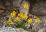 Draba hispida