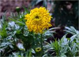 Tagetes erecta