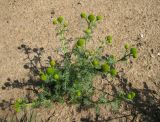 Matricaria discoidea