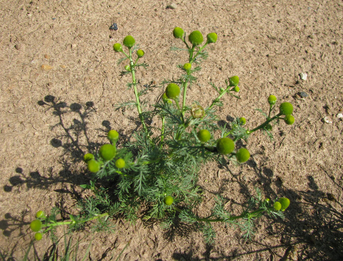 Image of Matricaria discoidea specimen.