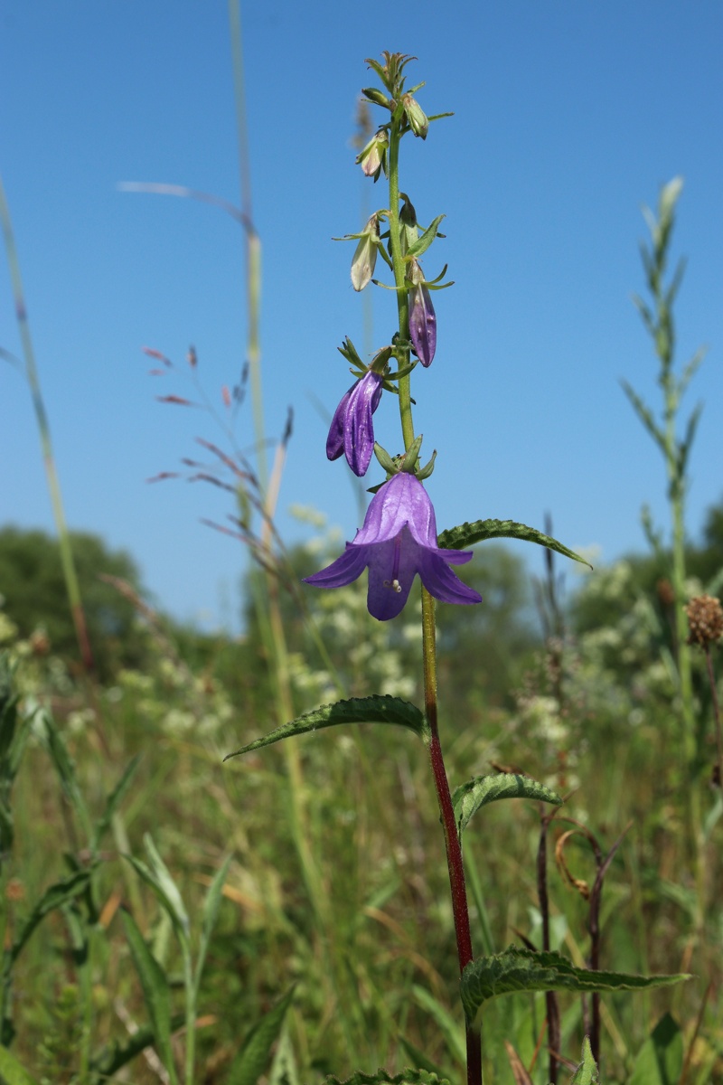 Image of Campanula rapunculoides specimen.