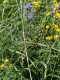 Lactuca sibirica. Верхушка цветущего растения (рядом видны цветущие Hieracium). Сахалин, Корсаковский гор. округ, оз. Буссе, приморский луг. 26.08.2022.