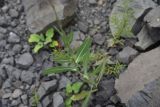 Lactuca serriola. Нижняя часть цветущего растения. Чечня, Шаройский р-н, долина р. Цесиахк, 300 м ниже водопада Цеси, щебнистая обочина дороги. 11 августа 2023 г.