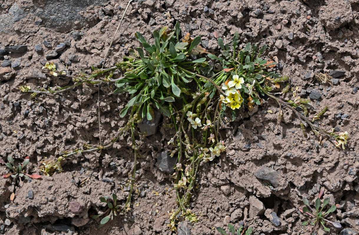 Image of Chorispora macropoda specimen.