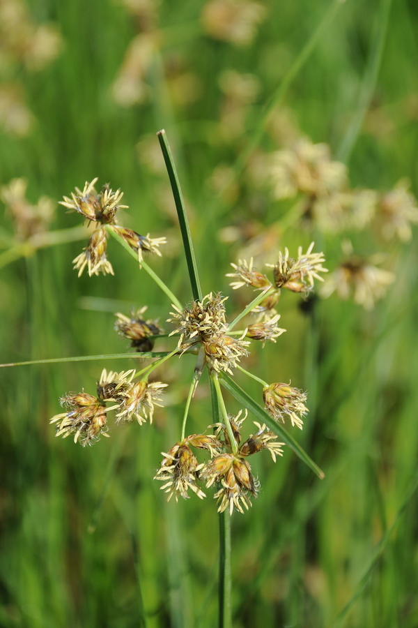 Изображение особи Fimbristylis dichotoma.