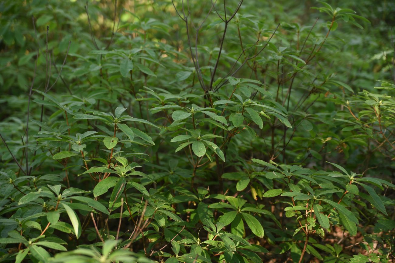 Image of Rhododendron luteum specimen.