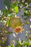 Punica granatum. Незрелый плод. Израиль, г. Бат-Ям, в культуре. 12.11.2023.