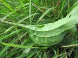 Plantago cornuti