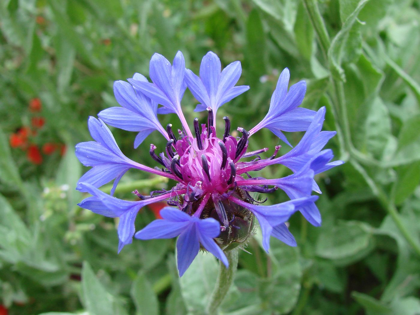Изображение особи Centaurea depressa.
