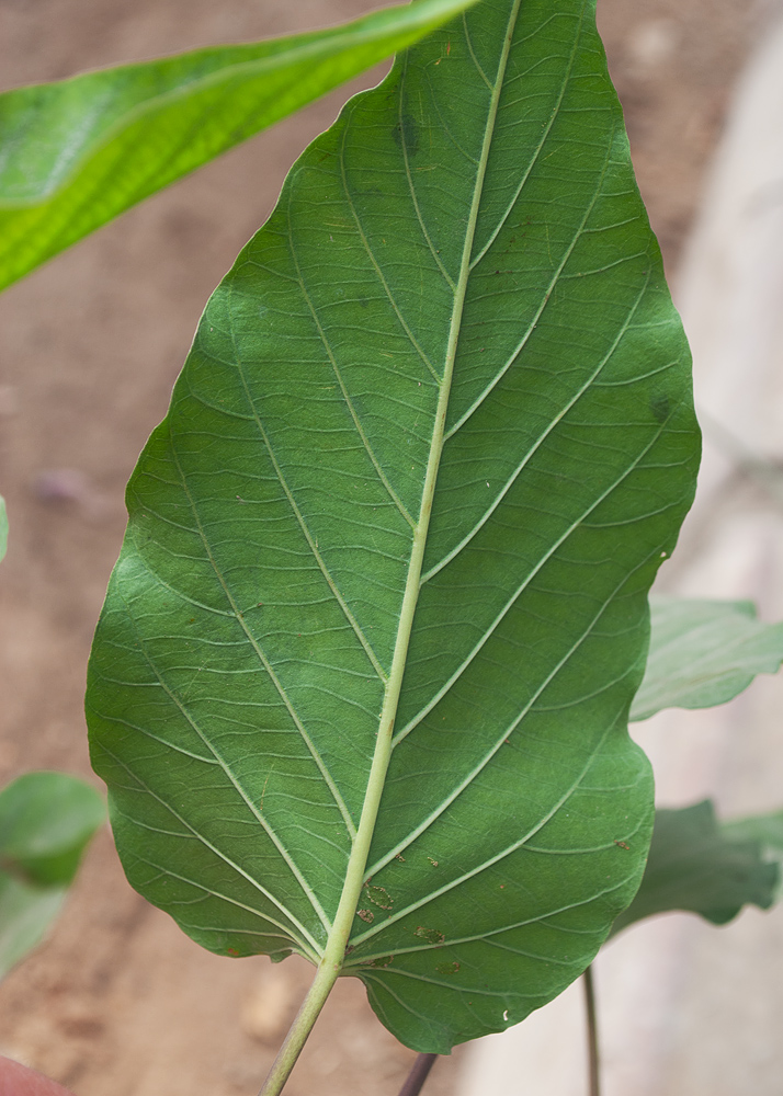 Image of Ipomoea carnea specimen.