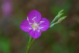 Oenothera rosea