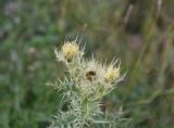 Cirsium obvallatum. Верхушка цветущего растения. Чечня, Шаройский р-н, рядом с пер. Цумандинский, луг. 23 августа 2023 г.