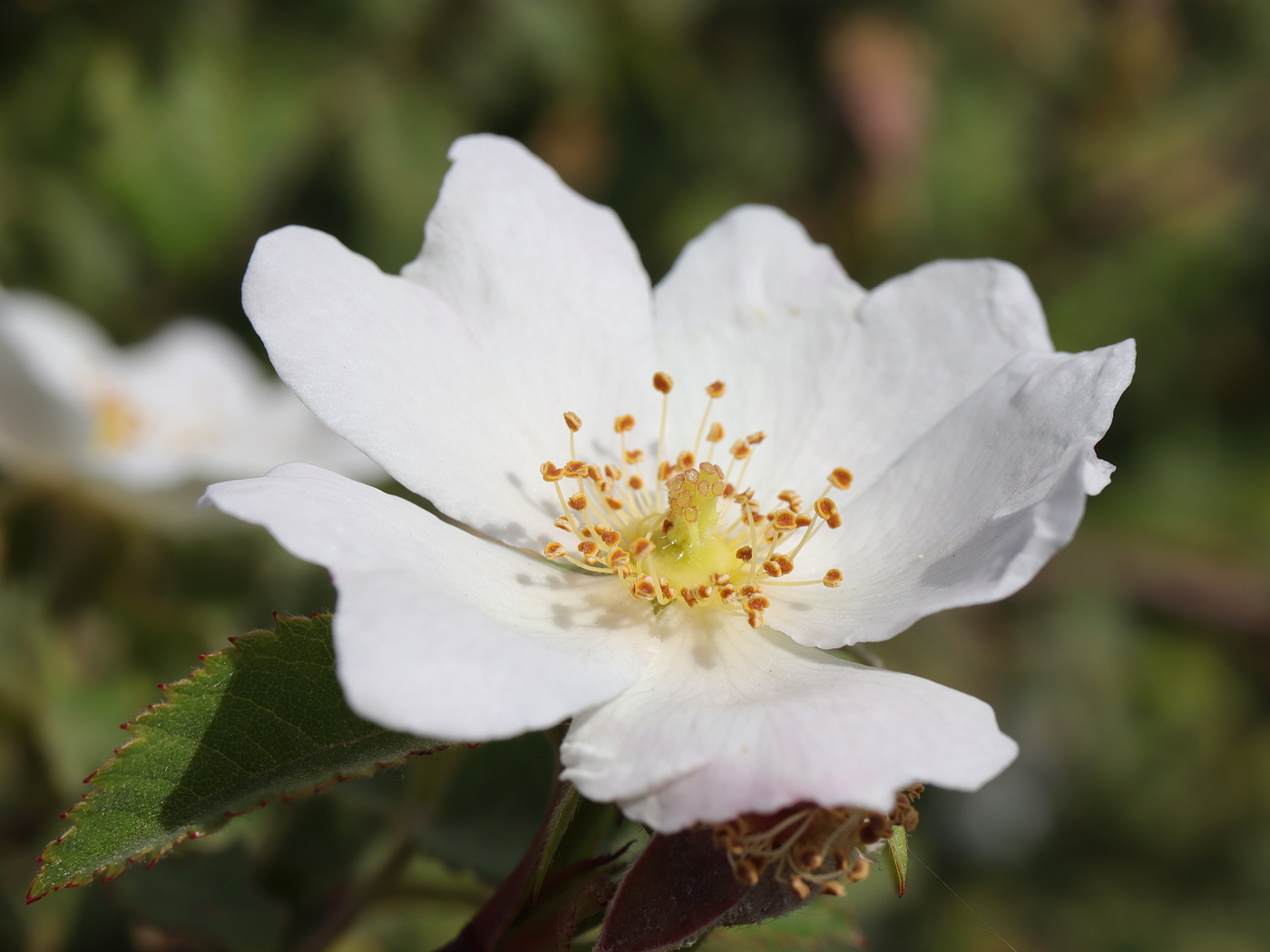 Image of Rosa tomentosa specimen.