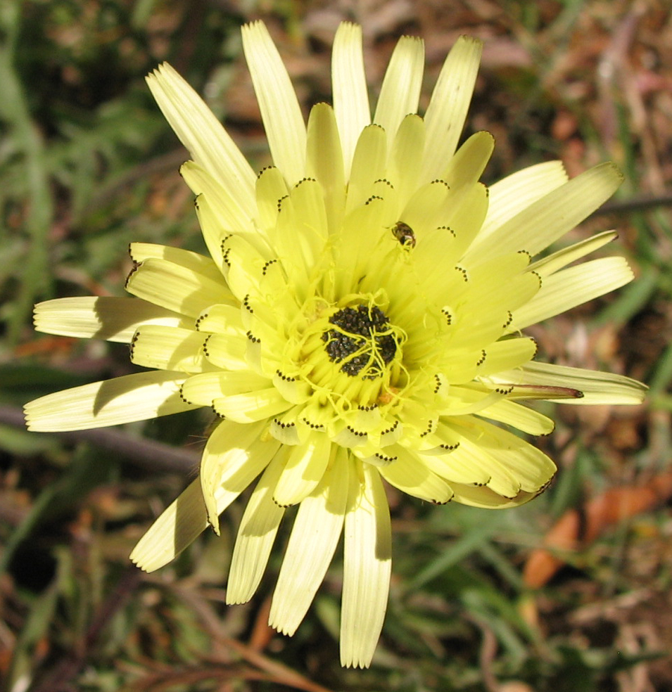 Image of Urospermum dalechampii specimen.