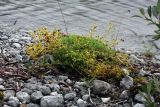 Saxifraga aizoides. Обильно плодоносящее растение на берегу реки. Кольский п-ов, Хибины, долина р. Вудъяврйок, прибрежный галечник. 09.08.2010.