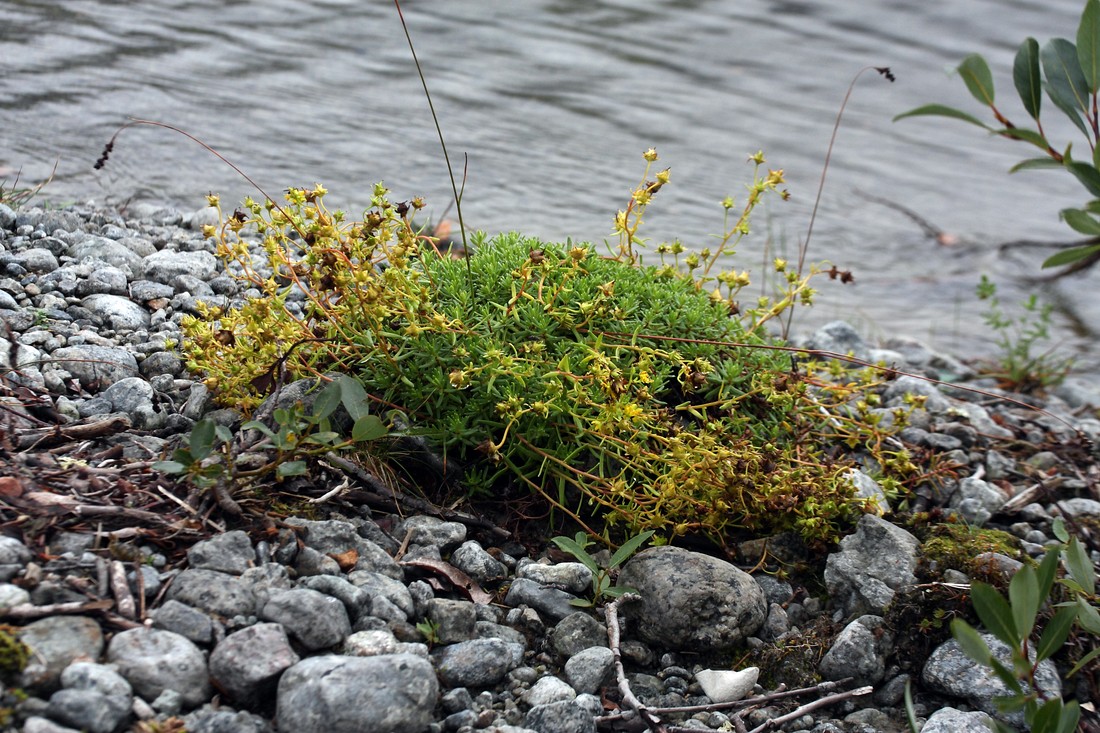 Изображение особи Saxifraga aizoides.