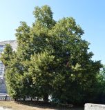 Tilia cordifolia