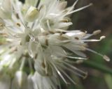 Allium leucocephalum